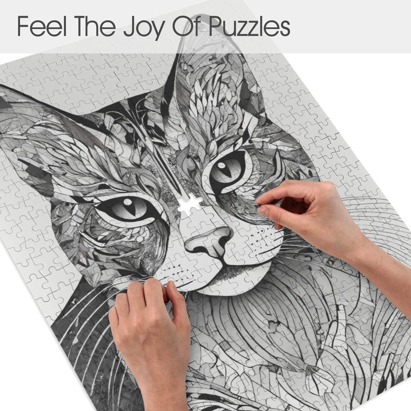 Black and White Cat